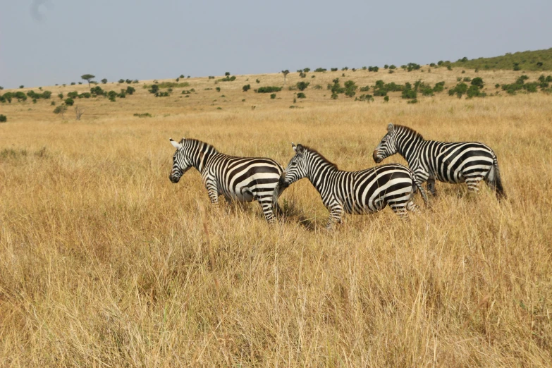 a herd of zes grazing in the grassy plain