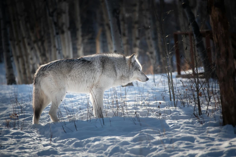 wolf standing on snow covered ground in wooded area