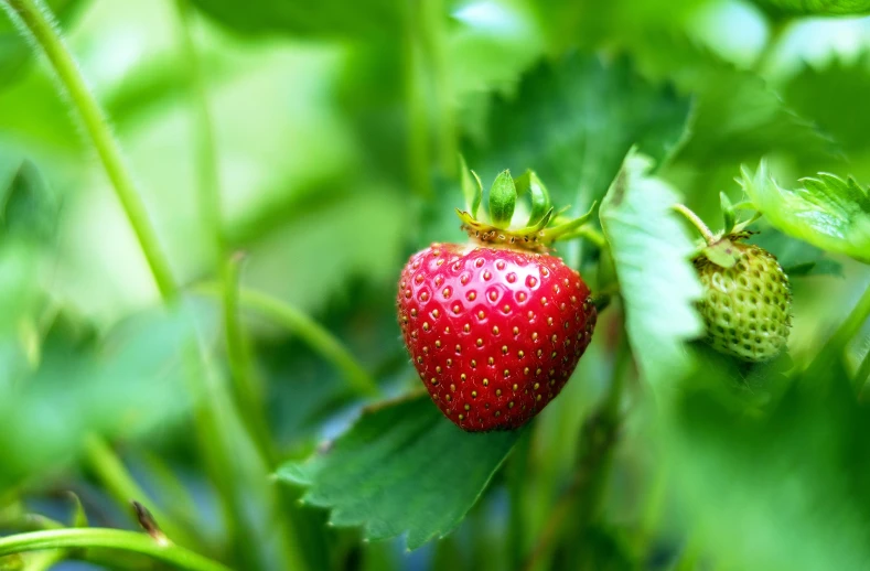 a red ripe fruit is hanging from the green leaves