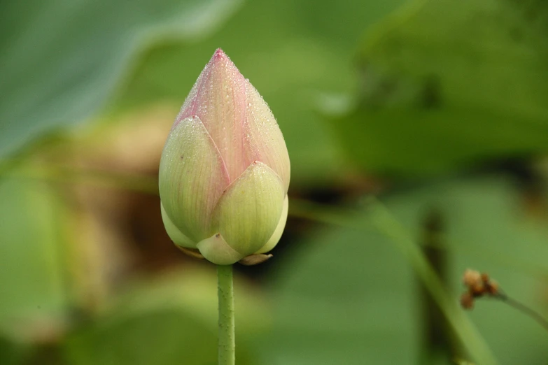 the end of a tulip bud with some water drops on it