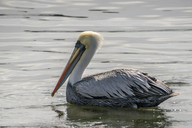 a very large bird swimming in some water