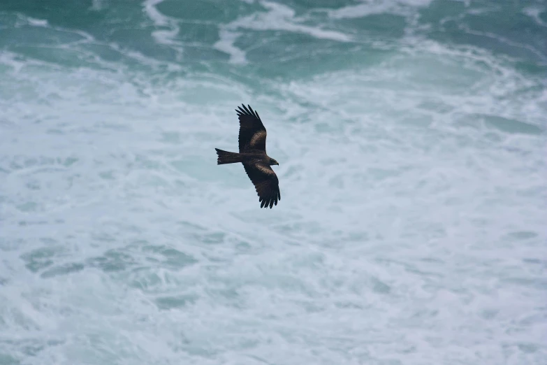 an image of an animal flying through the air