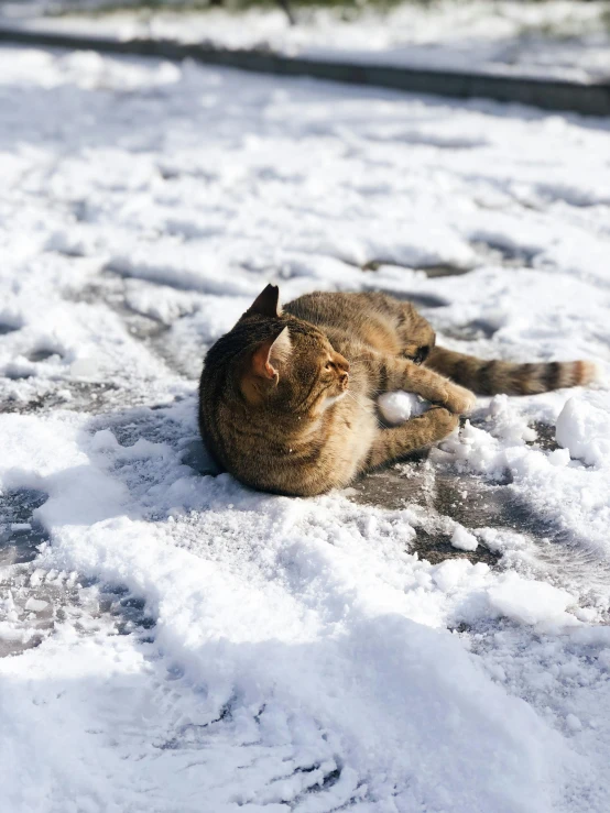 a cat laying in the snow on its side