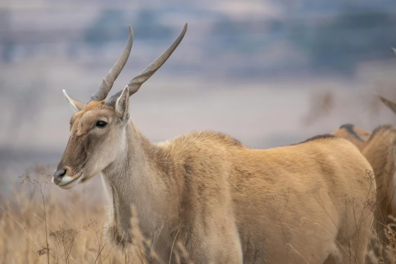 two white animals standing on top of dry grass