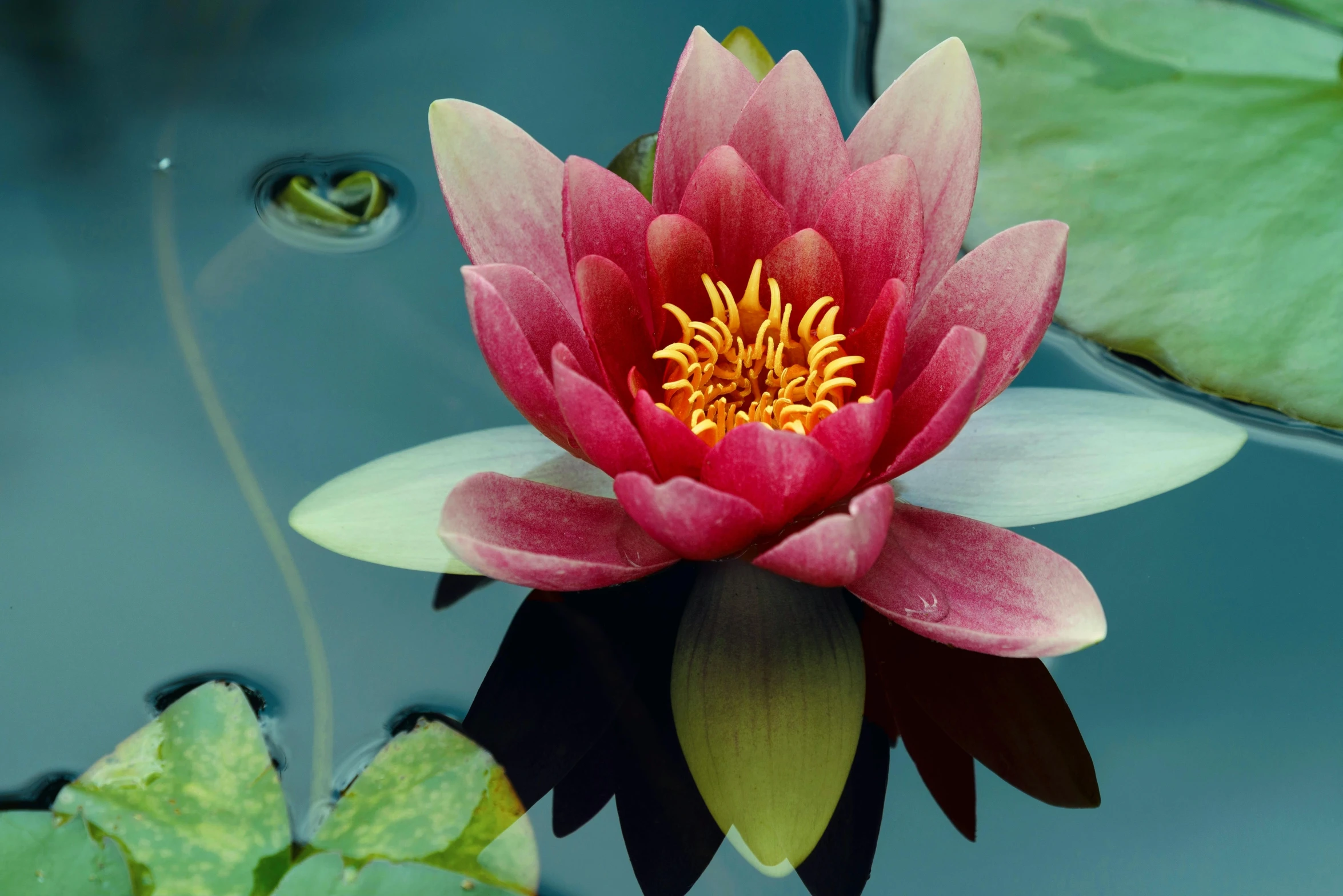 a large pink flower with green leaves on top