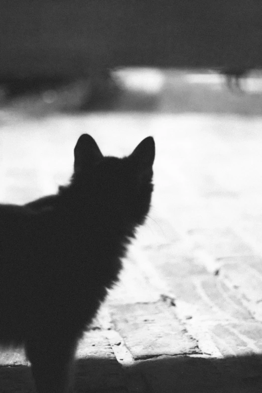 a dog's shadow on the ground looking up