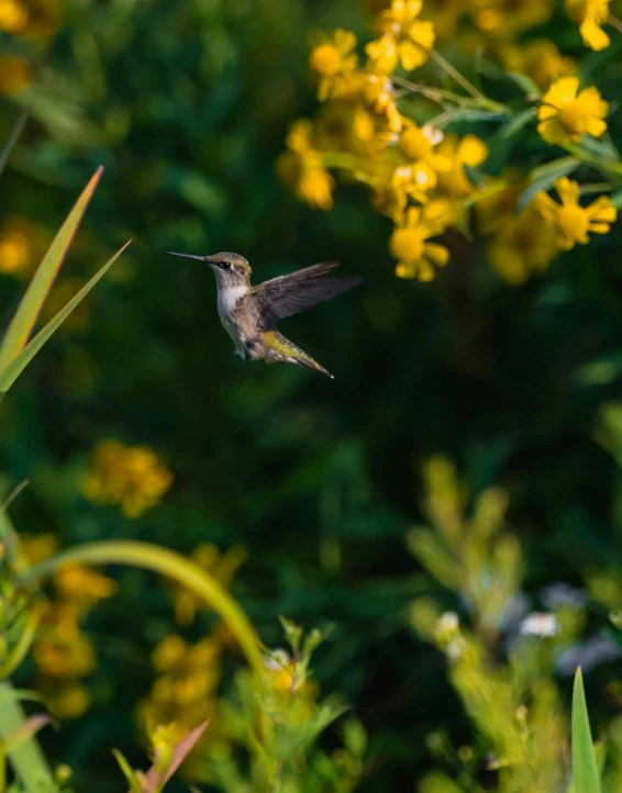 a hummingbird hovers above a field of yellow wildflowers