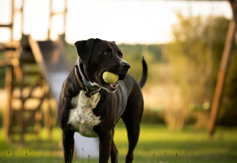 a dog standing in the grass with a tennis ball in its mouth