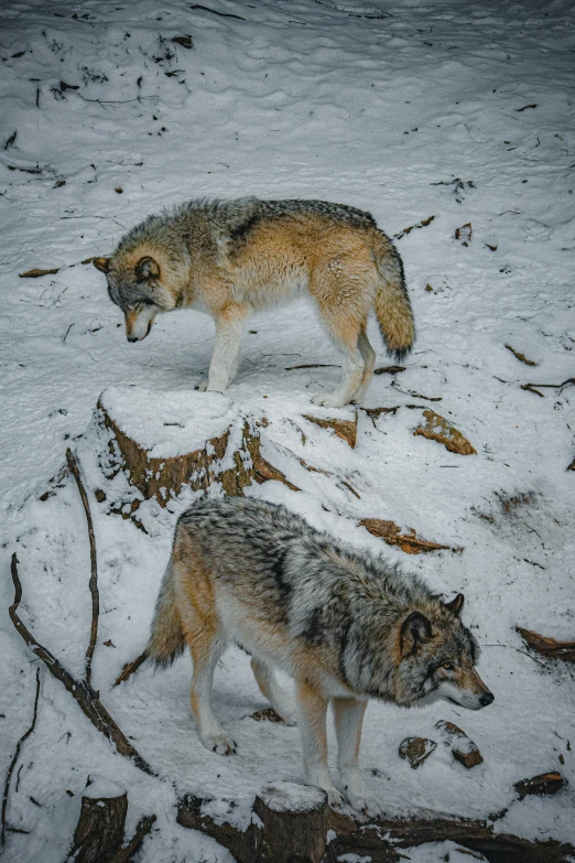 two wolfs are standing in the snow in an enclosure