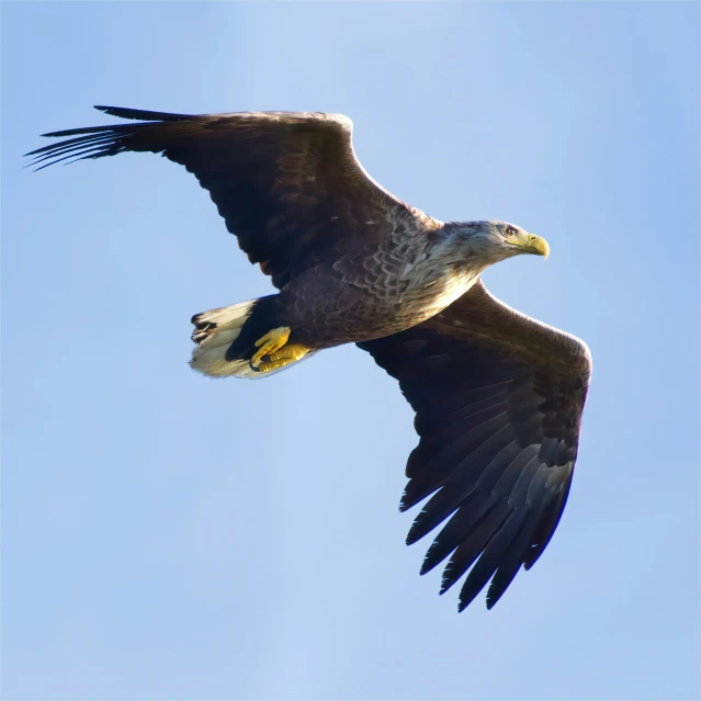 an eagle flying through a blue sky in its wingspan