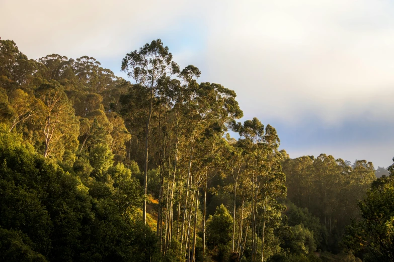 the forest is green with many trees and grass