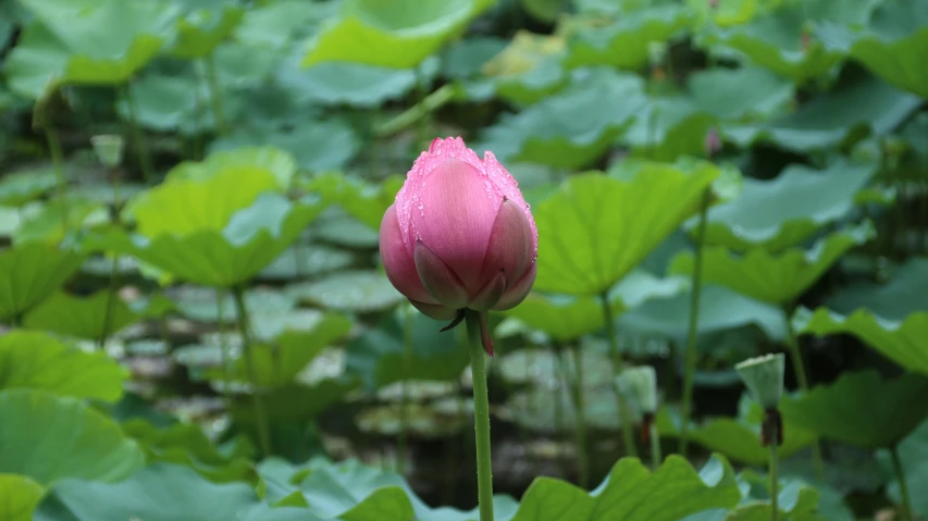 a purple flower in front of some big leafy plants