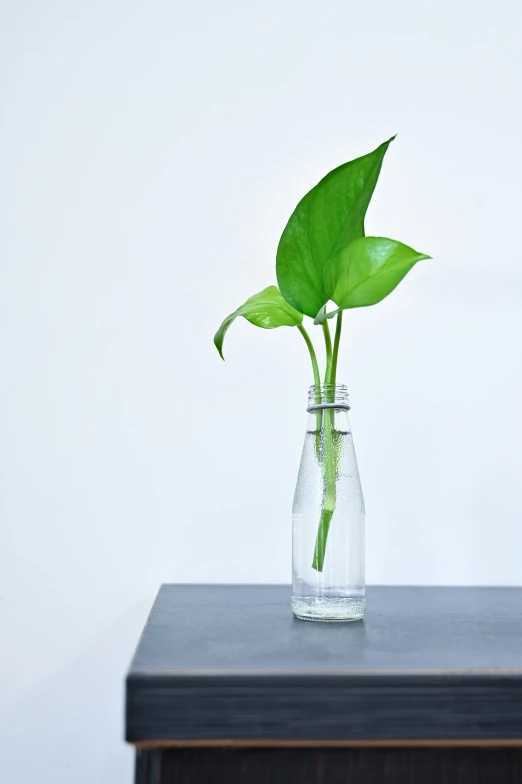 there is a small vase on the table with a plant in it