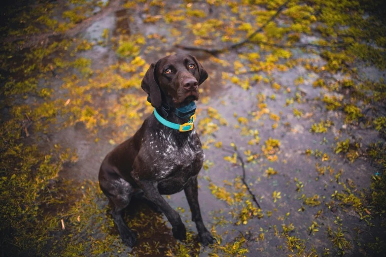 a dog sitting on the ground in front of some trees