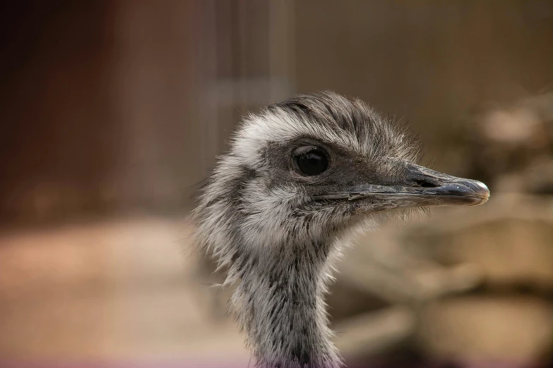 an ostrich is standing in front of a brown brick wall