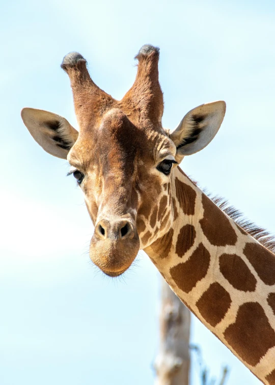 the head and neck of a giraffe, against a blue sky