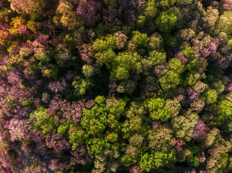 the top view of a tree in pink, green and yellow