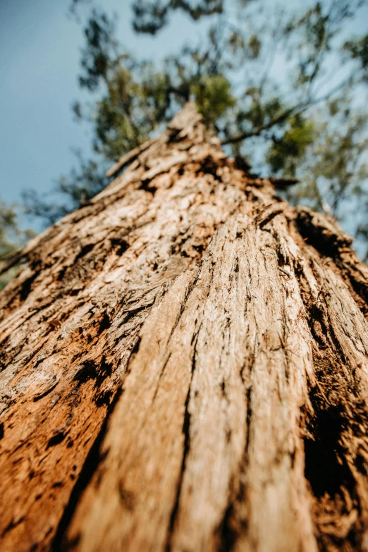 the trunk of a tree in the wilderness