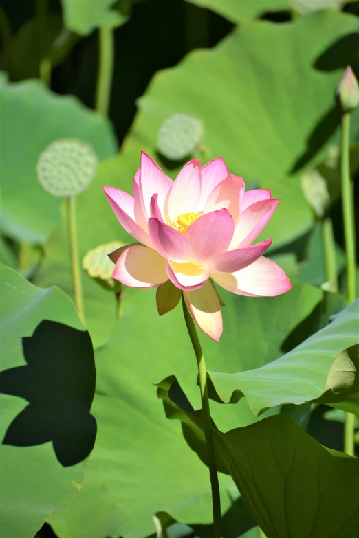 a lotus flower stands out among green leaves