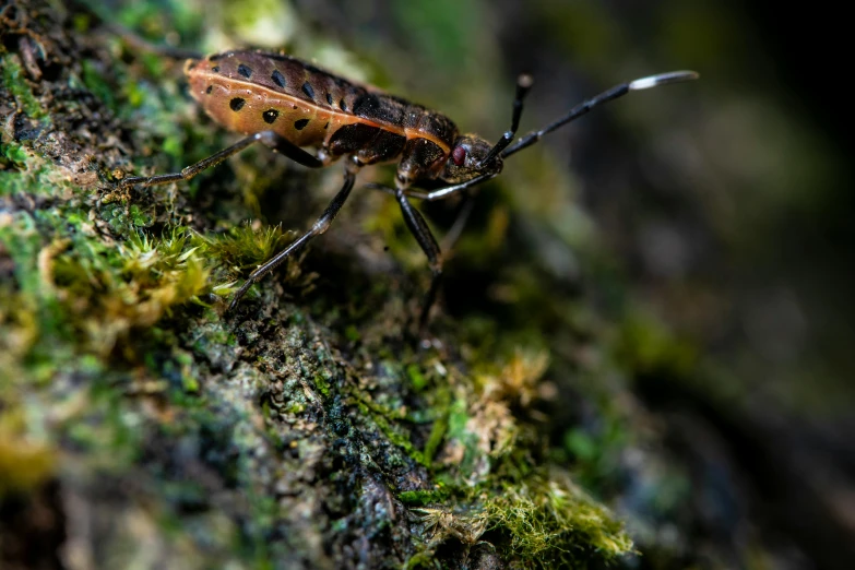 a brown and black insect on a green moss