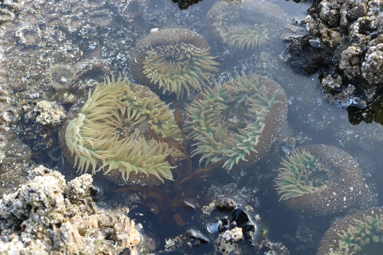 seaweed and algae are surrounded by rocks and other seaweed