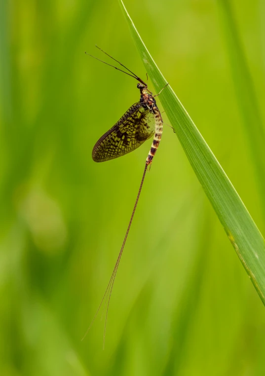 a small brown bug resting on the tip of a blade