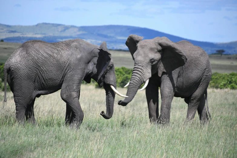 two elephants in grassy area with hills in background