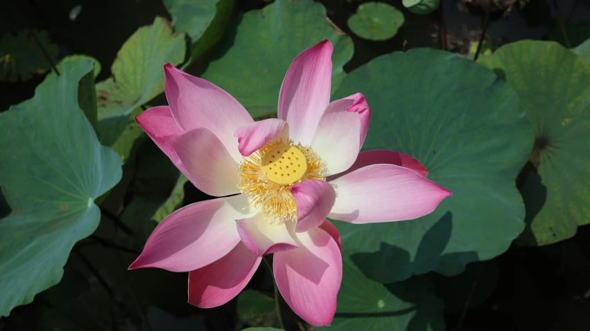 a pink lotus is blooming in the pond