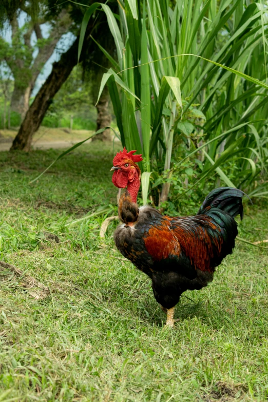 a rooster is walking on some grass near the trees