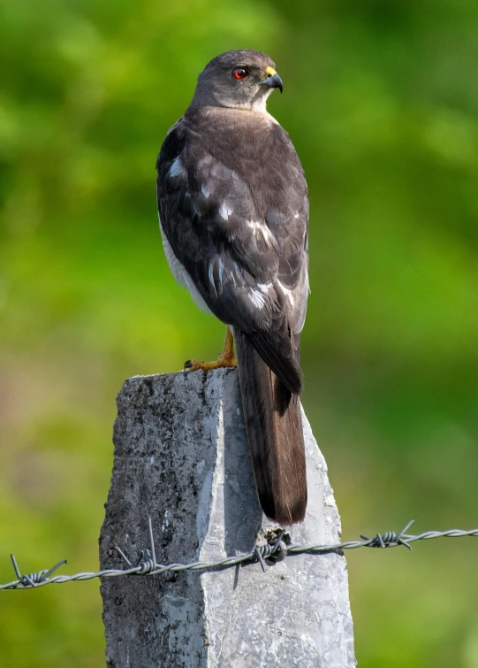 a bird is sitting on a concrete block