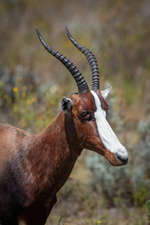 the gazelle is standing up in a field