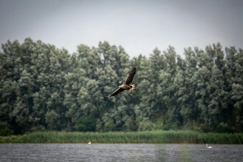 an eagle soaring low above water and some trees