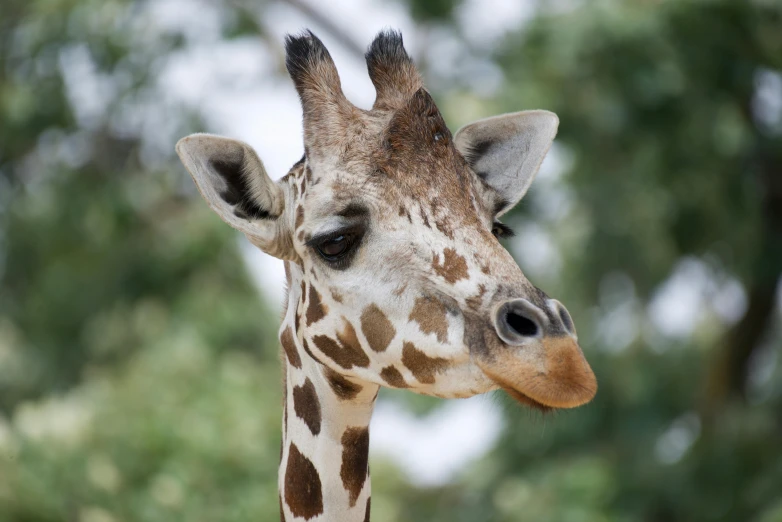 a giraffe with it's eyes open looking straight ahead