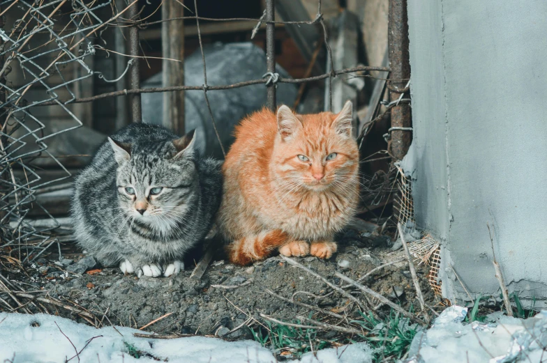 two cats that are sitting in the snow