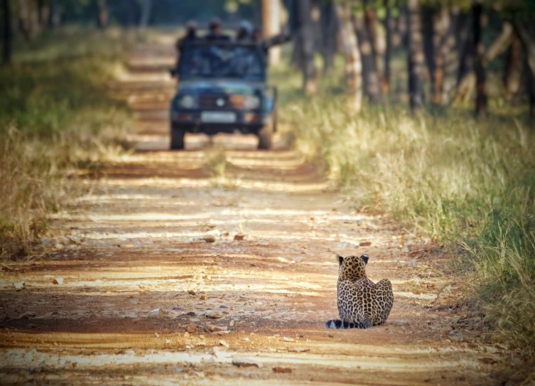 a cheetah is sitting on the side of a dirt road