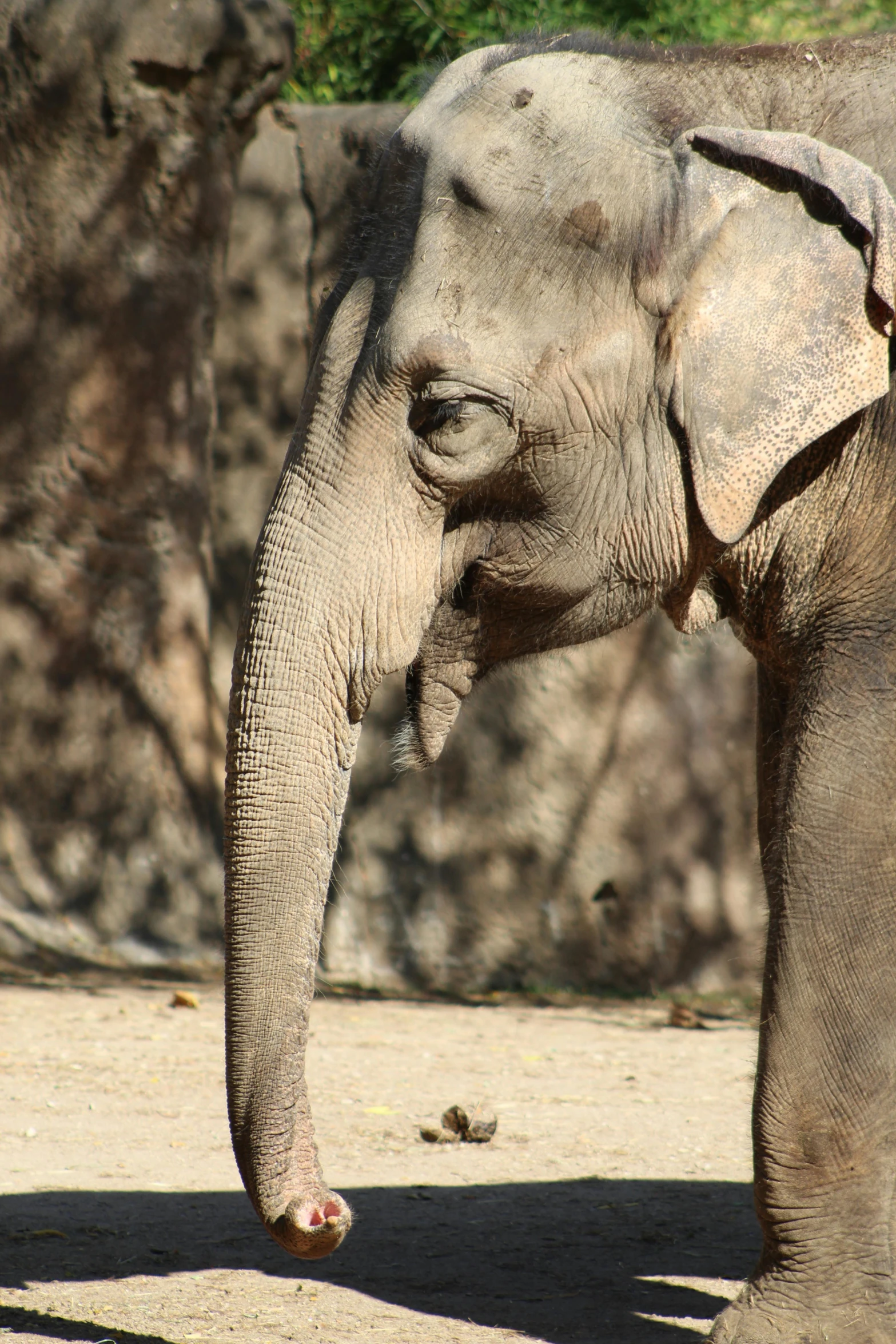 an elephant standing in the middle of a dirt area