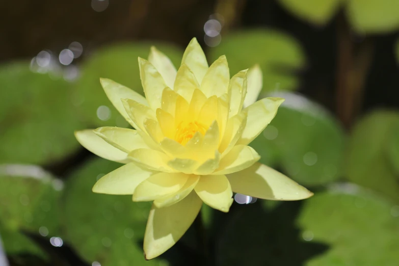 a bright yellow water lily in the pond