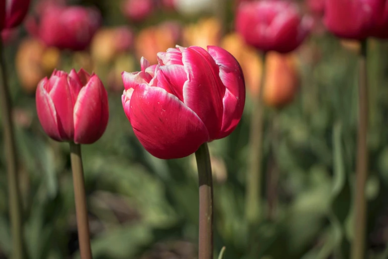 a number of pink flowers in a field