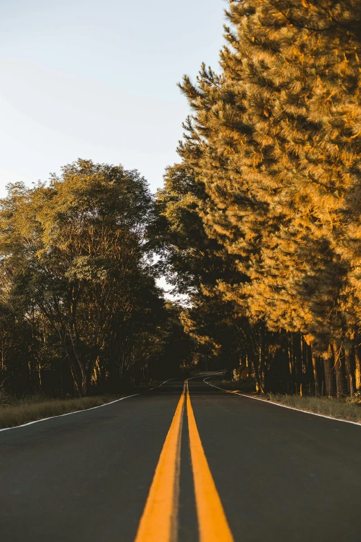 a road between tall trees has an orange line on the road