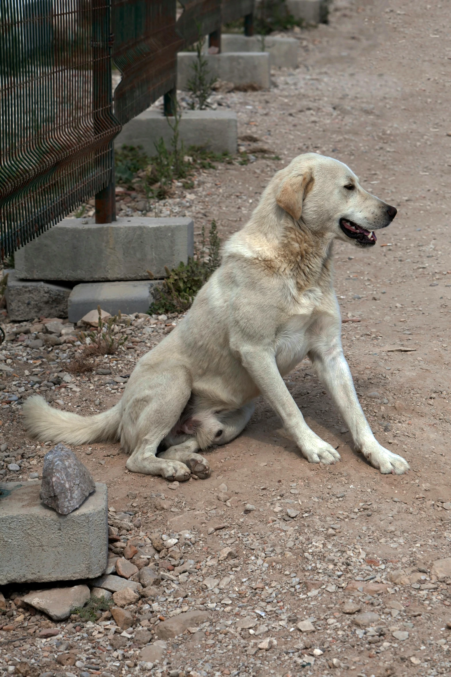 a white dog on dirt ground next to stone blocks