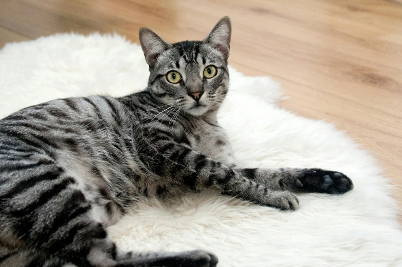 a tabby cat lies on a round rug