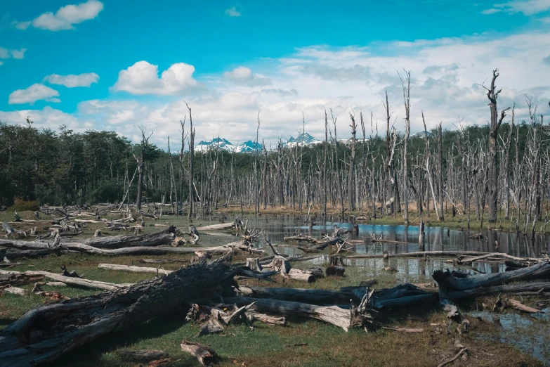 logs sitting in the middle of a pond near a forest