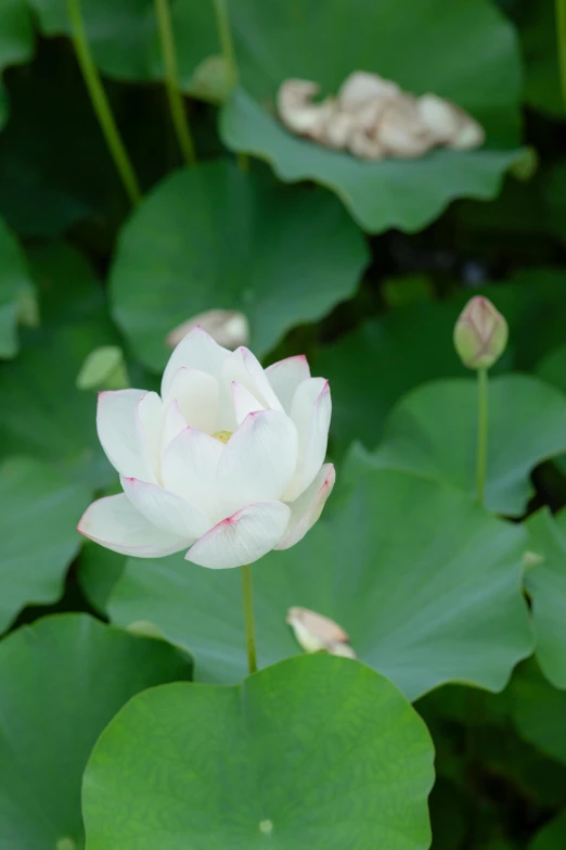 a single white flower sitting among some water lily's