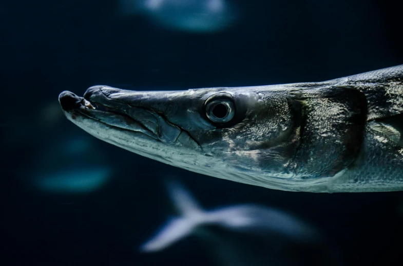 a close up of a fish with black background