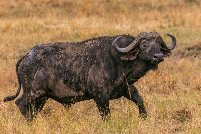 a large black bull walking through a brown field