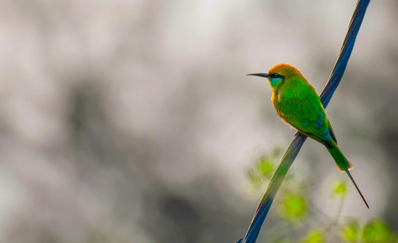 a small bird is perched on top of a tree