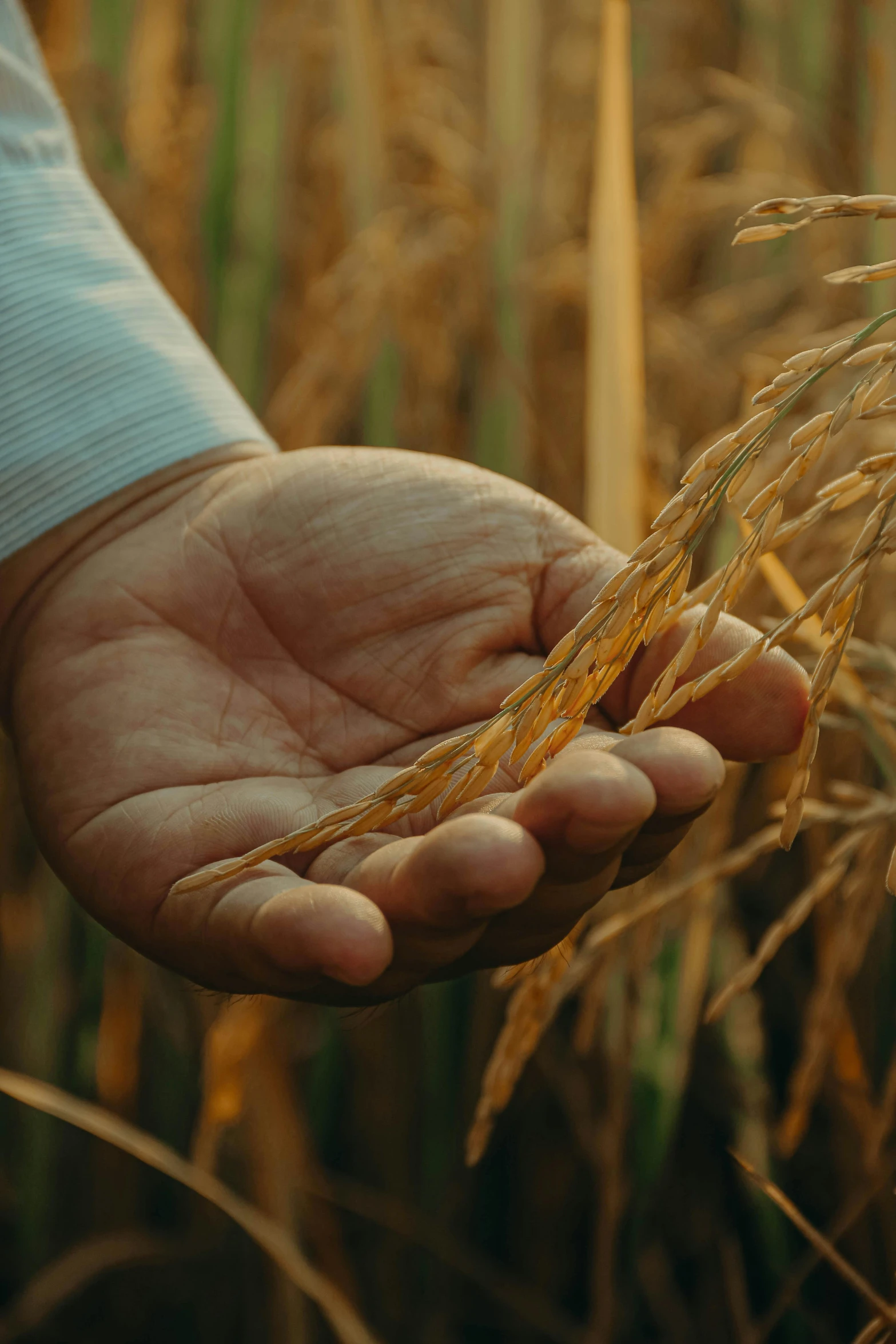 a hand holding grain in a field