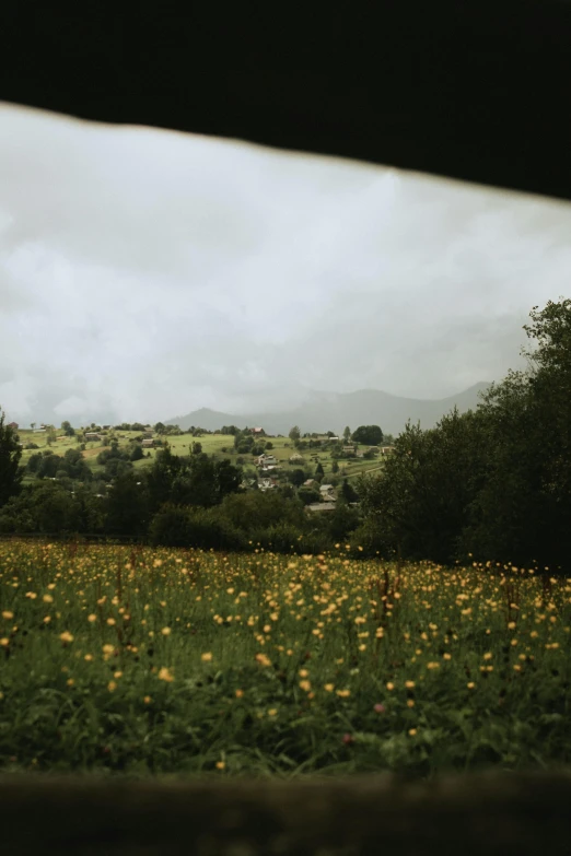 an open field filled with yellow flowers under clouds