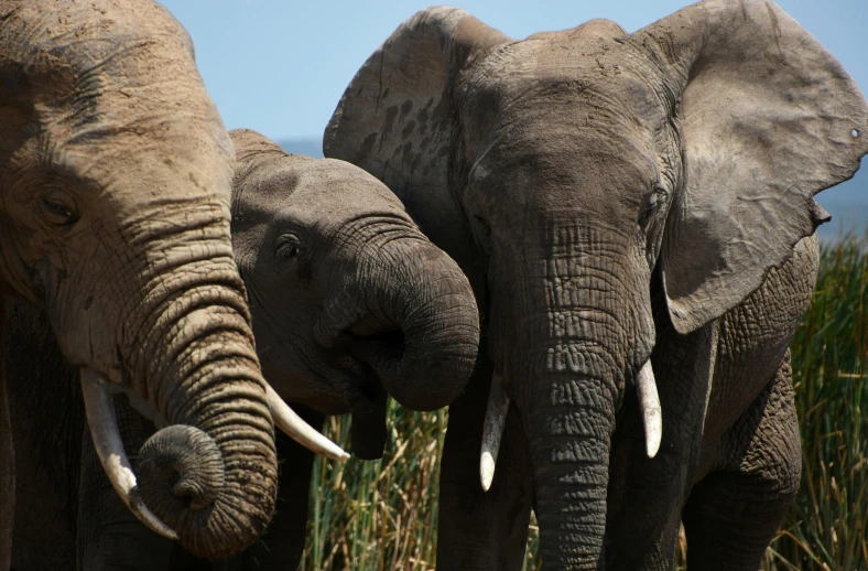 two elephants that are standing in the grass