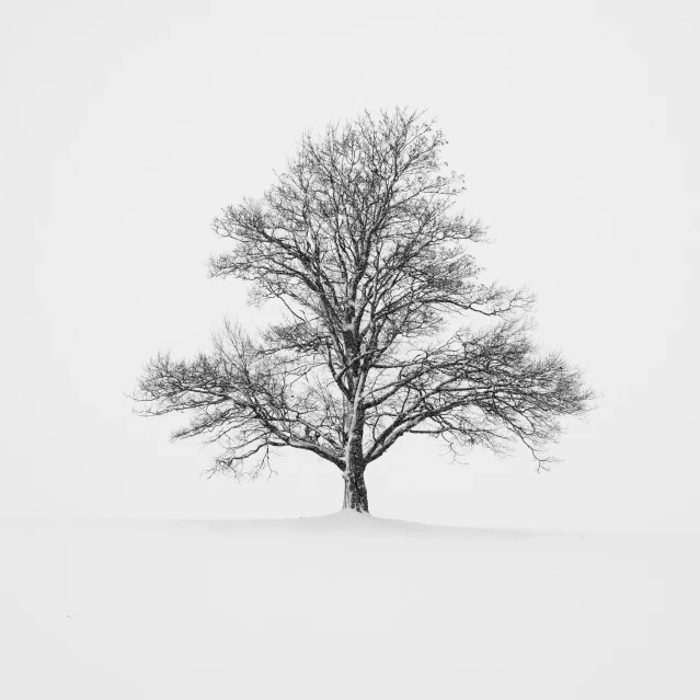 an empty tree in the middle of a snowy field